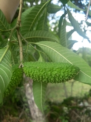 Tabernaemontana catharinensis