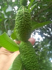 Tabernaemontana catharinensis