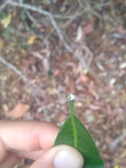 Tabernaemontana catharinensis