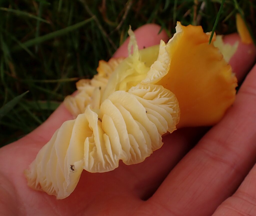 Hygrocybe chlorophana · November 2025 · photo: © major_bombylius (iNaturalist, cc-by)