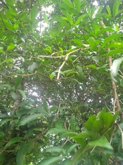 Tabernaemontana catharinensis