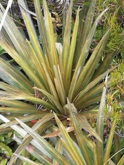 Celmisia armstrongii