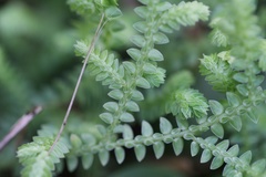 Selaginella ludoviciana
