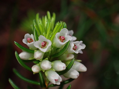 Pineapple Heath (Erica dodii)