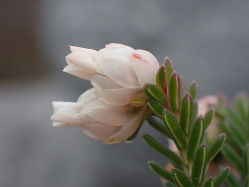 Rockmat Heath (Erica goatcheriana)