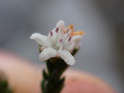 Rock Cedar Blacktips (Brunia variabilis)