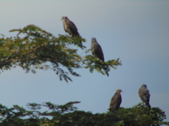 Rostrhamus sociabilis