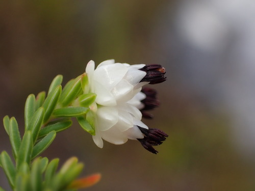 Kerker Heath (Erica sexfaria)
