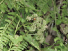 Argyrodes flavescens