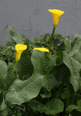 Zantedeschia pentlandii
