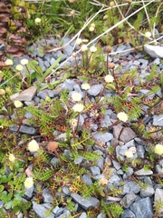 Leptinella pyrethrifolia