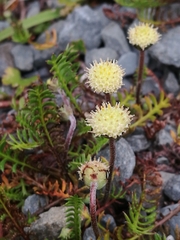 Leptinella pyrethrifolia