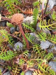Leptinella pyrethrifolia