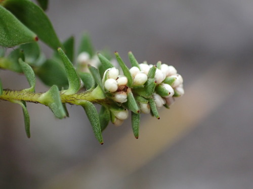 Eastern Streambush (Brunia cordata)