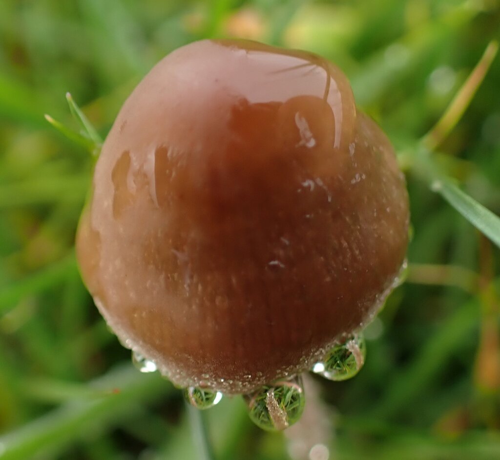 Panaeolus acuminatus · November 2025 · photo: © major_bombylius (iNaturalist, cc-by)