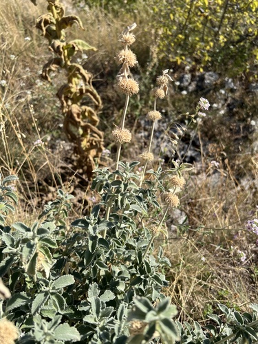 Silver Horehound (Marrubium incanum)