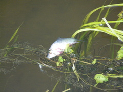 Chondrostoma variabile