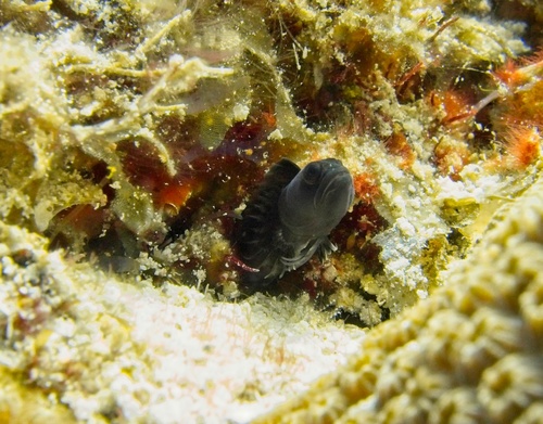 Photo of Bahama blenny (Emblemariopsis bahamensis)