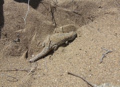 Liolaemus nigromaculatus