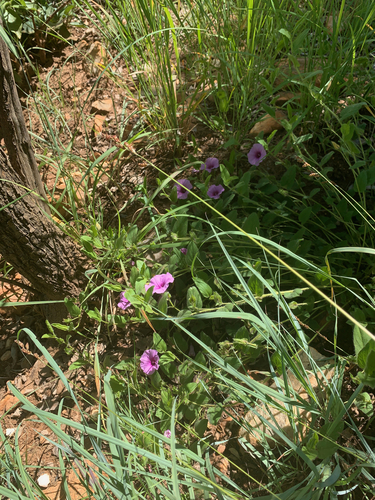 Image of Ipomoea crassipes by (c) Matthew Fainman, some rights reserved (CC BY)