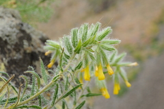 Onosma irritans