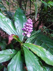 Dichorisandra paranaensis