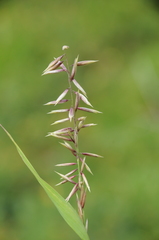 Melica altissima