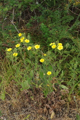 Potentilla pedata