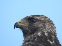 Buteo lineatus