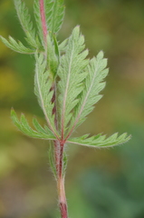 Potentilla pedata