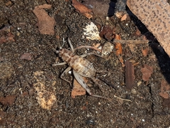 Gryllomorpha