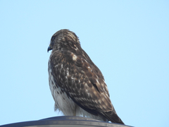 Buteo lineatus