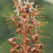Eremurus × nikitinae - Photo (c) vladimir_epiktetov, some rights reserved (CC BY-NC), uploaded by vladimir_epiktetov