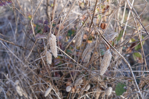 Carolina canarygrass (Phalaris caroliniana)