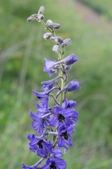 Delphinium poltaratzkii