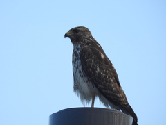 Buteo lineatus