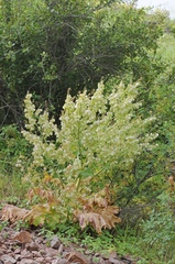 Megacarpaea orbiculata