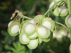 Megacarpaea orbiculata