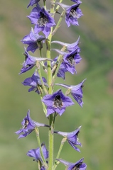 Delphinium poltaratzkii