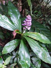 Dichorisandra paranaensis