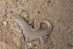 Liolaemus nigromaculatus