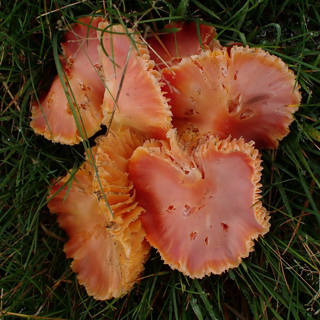 Hygrocybe coccinea · November 2025 · photo: © major_bombylius (iNaturalist, cc-by)