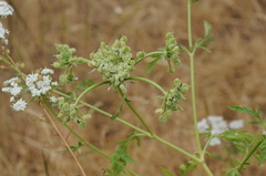 Eremodaucus lehmannii