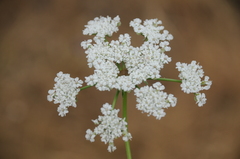 Eremodaucus lehmannii