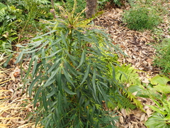 Berberis levis