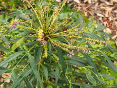 Berberis levis