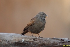 Emberiza sahari