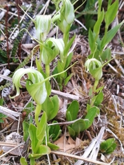Pterostylis oliveri