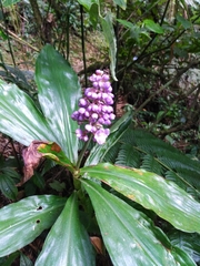 Dichorisandra paranaensis