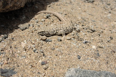 Liolaemus nigromaculatus